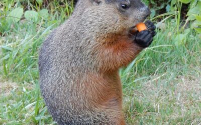 5 Ways To Shake Off Groundhog Day Syndrome