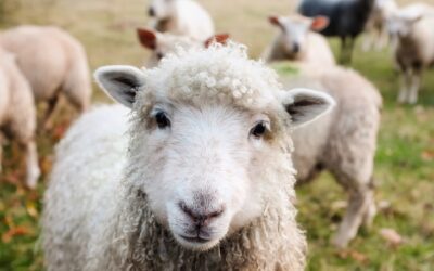 Conspiracy Theorists Call You A Sheep If You Listen To Science – Oh, The Irony!